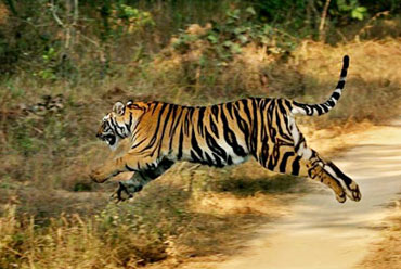 Golden Triangle With Tiger Safari