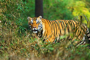 Adventure Tour at Jim Corbett 