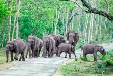 Short Escape to Bandipur National Park