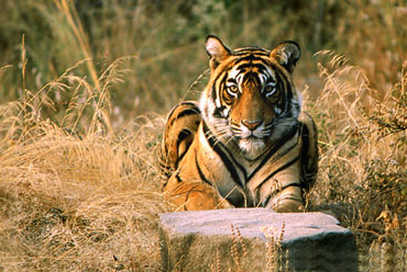 Short Escape to Jaipur & Ranthambore