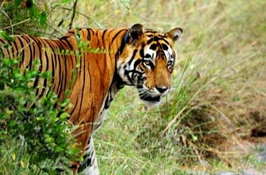 Short Escape to Sariska