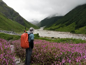 Valley of Flowers National Park