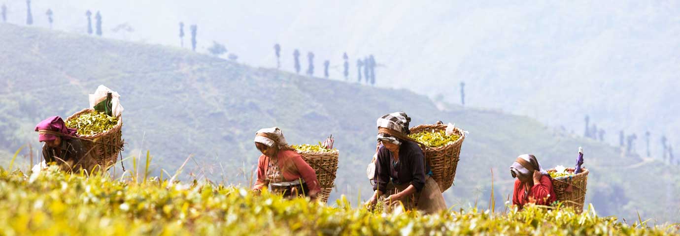 Arya Tea Estate, Darjeeling