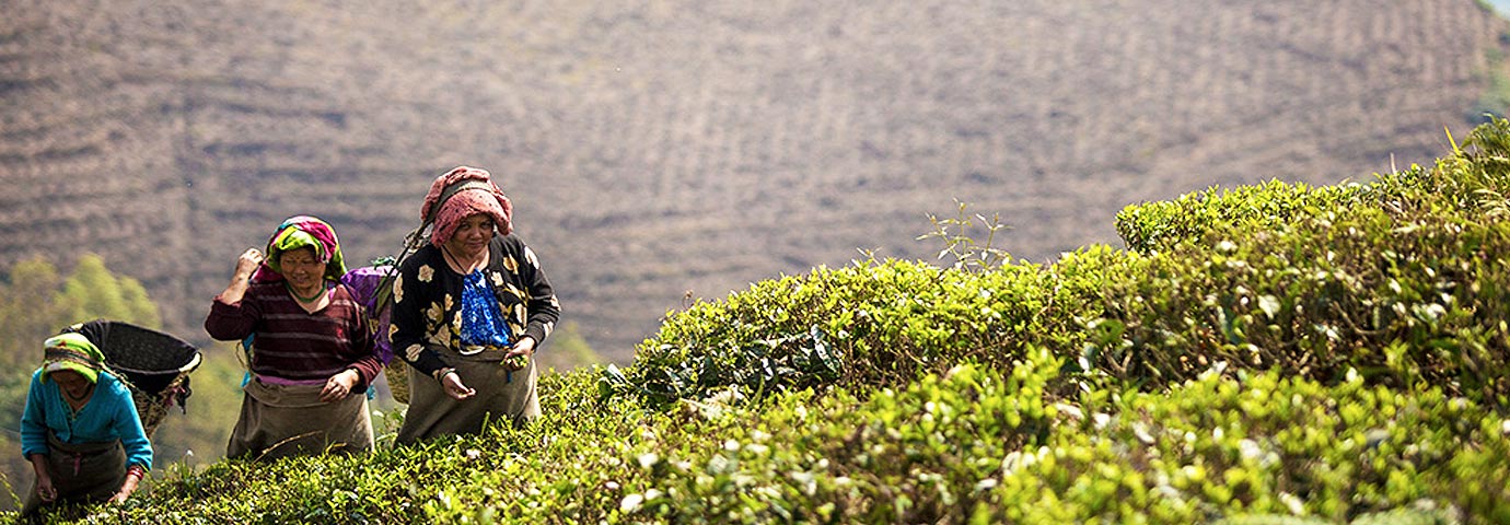 Avongrove tea estate Darjeeling