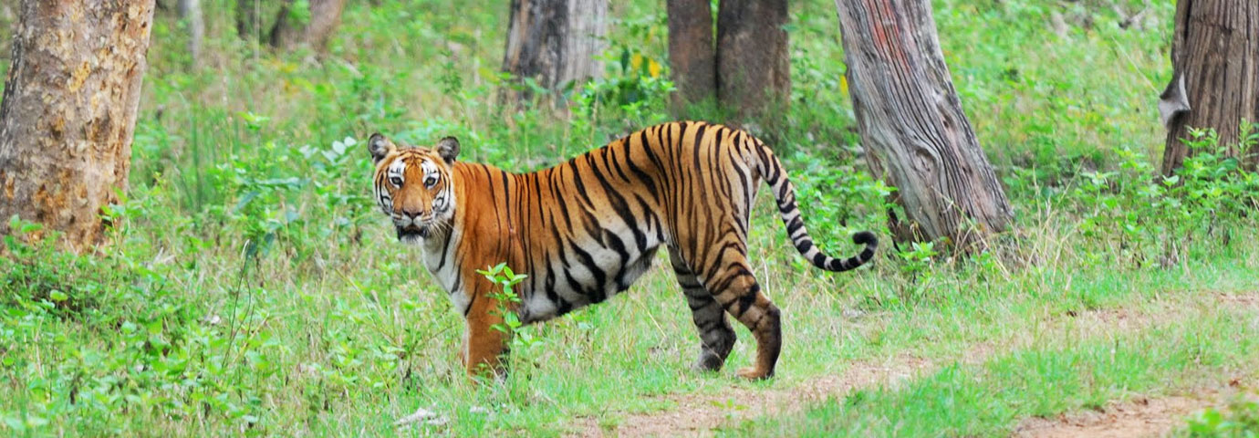 Bandipur National Park