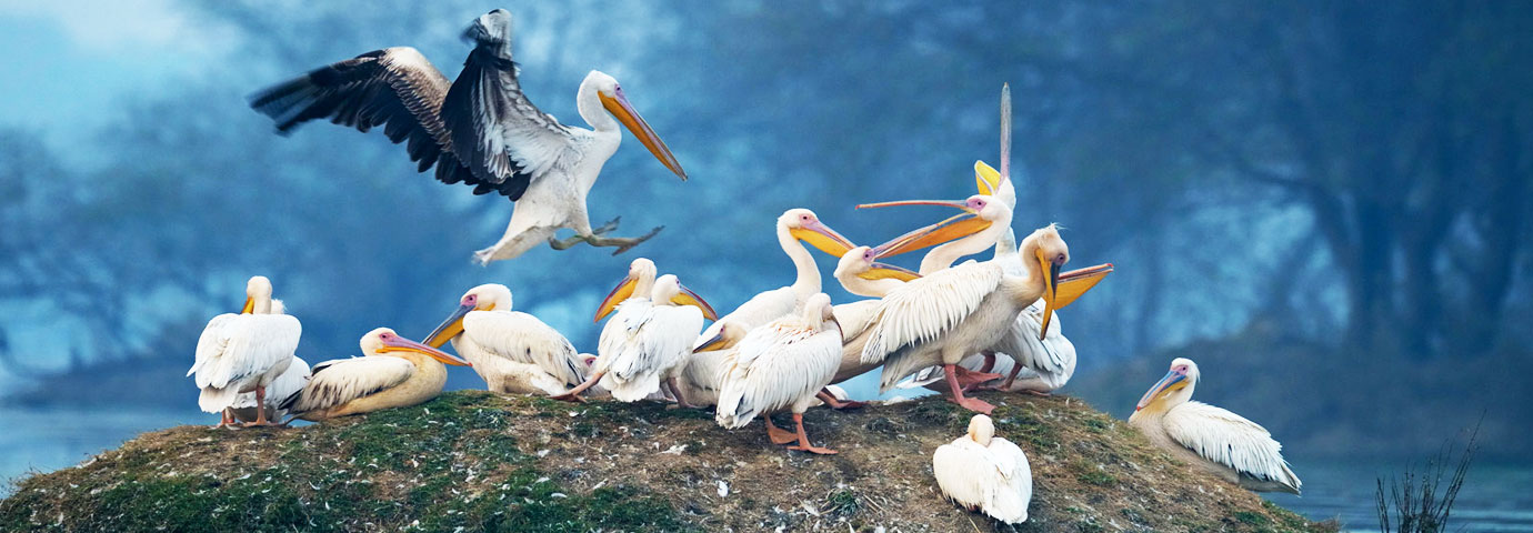 Bharatpur Bird Sanctuary