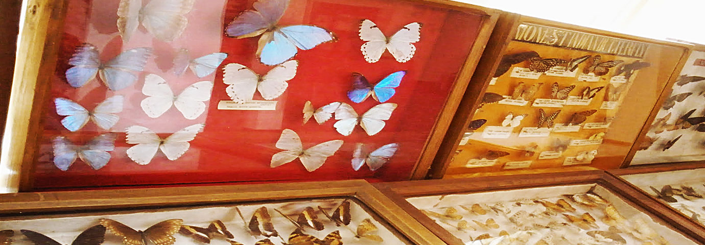 Butterfly Museum Shillong