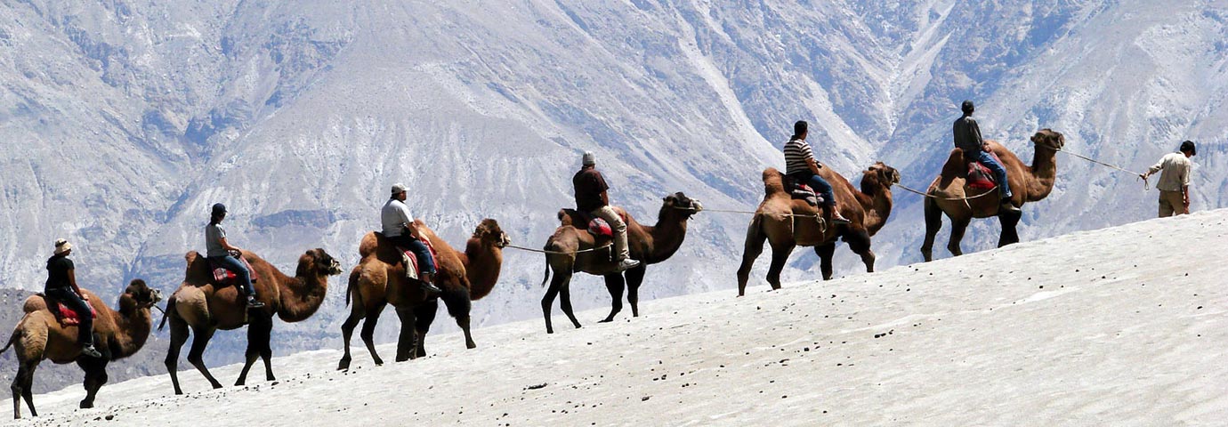 Camel Safari in Ladakh