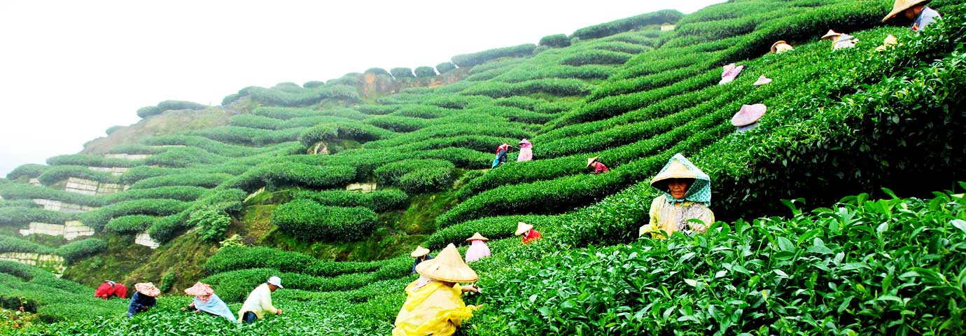 Darjeeling