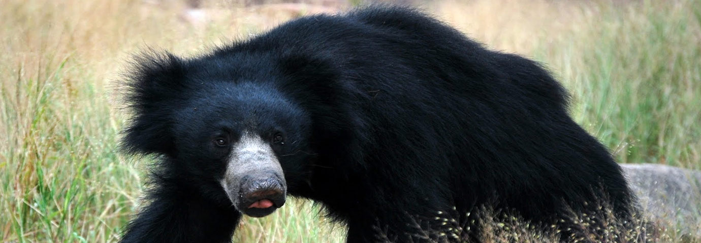 Daroji Sloth Bear Sanctuary