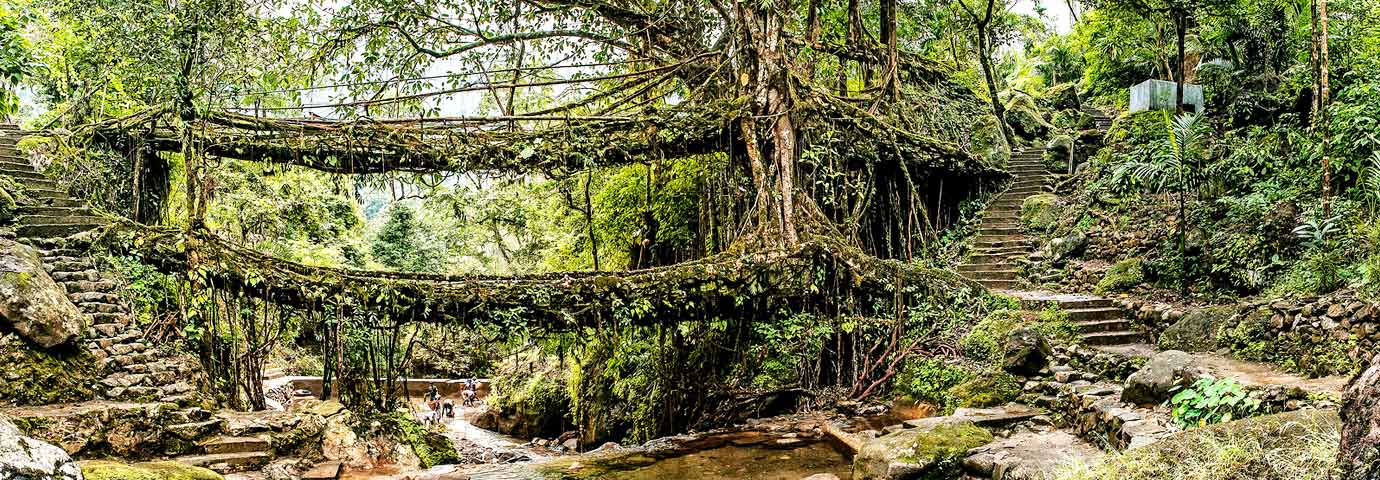 Double Decker Living Root Bridge Cherrapunji