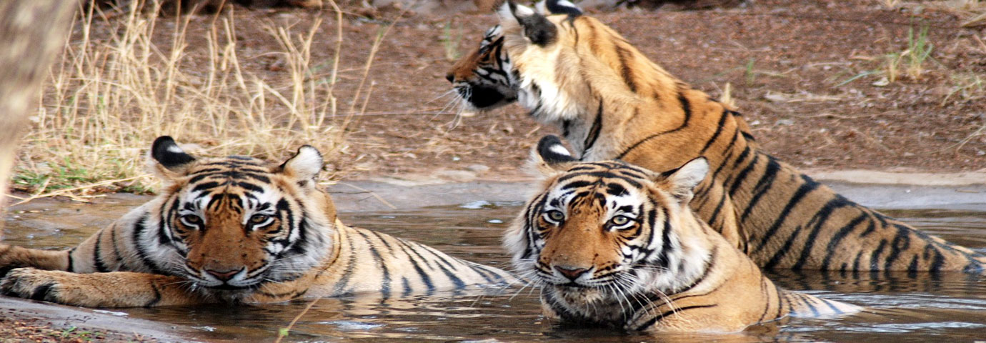 Dudhwa Tiger Reserve