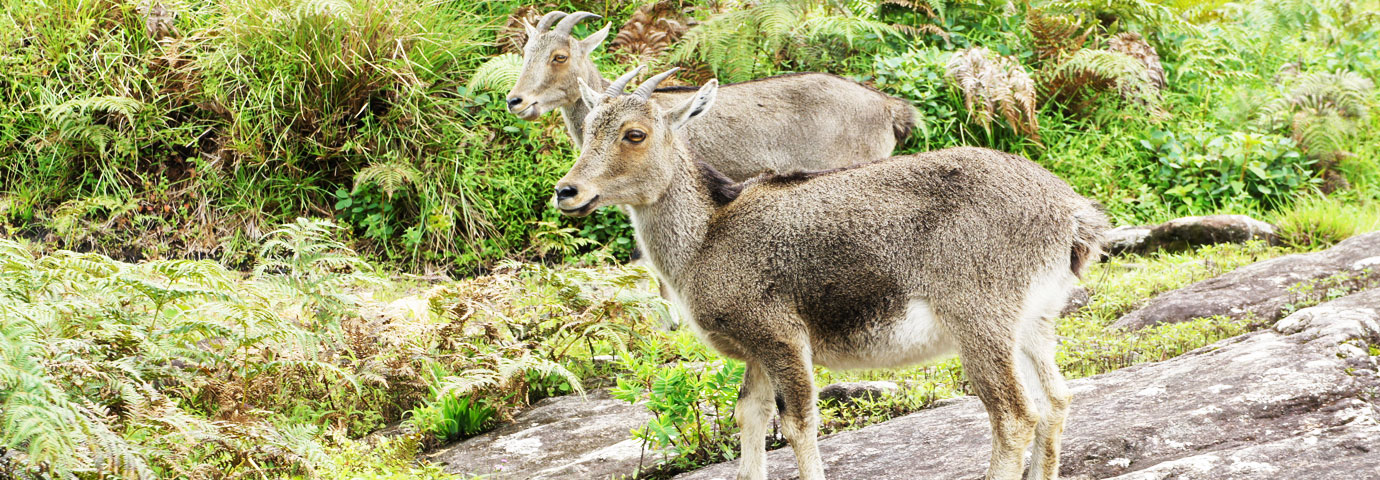 Eravikulam National Park