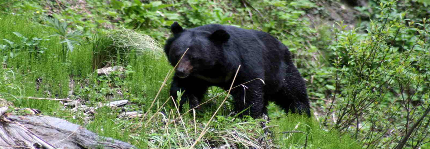 Great Himalayan National Park