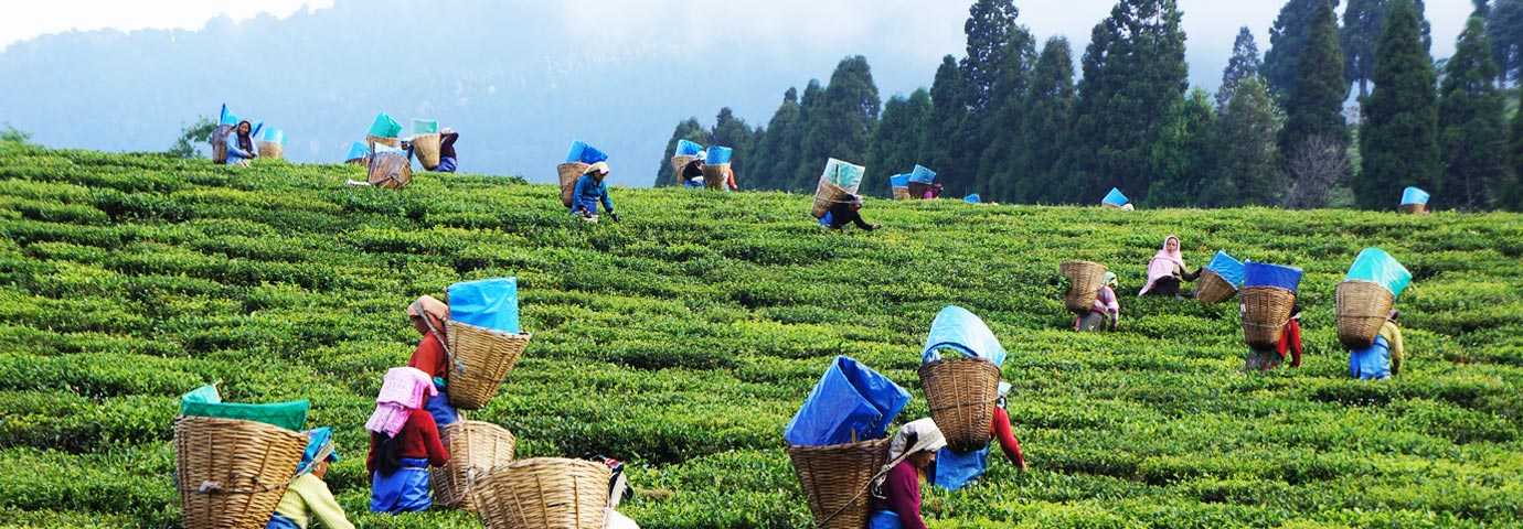Happy Valley Tea Estate Darjeeling