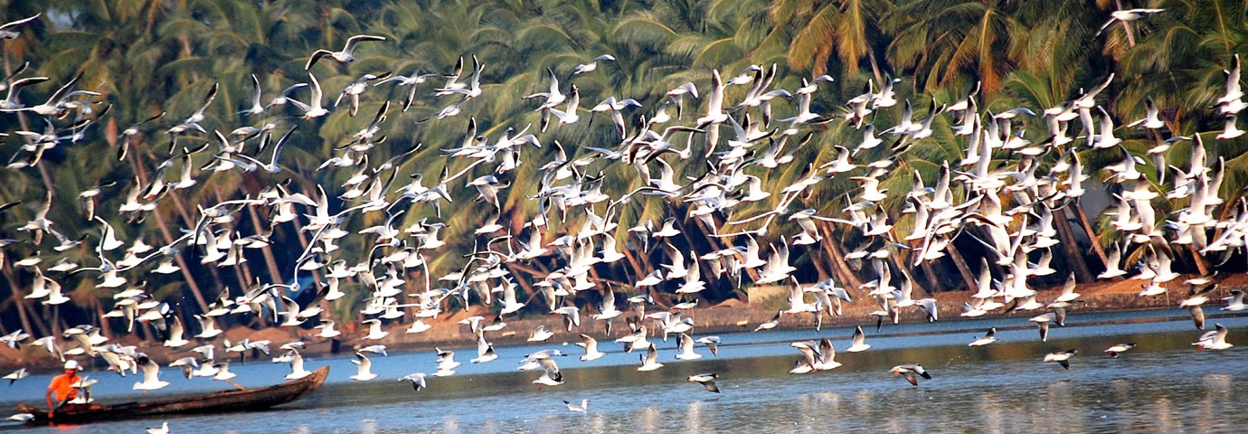 Kadalundi Bird Sanctuary