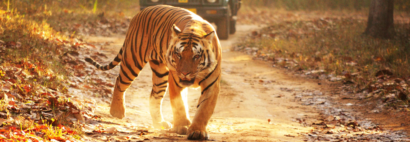 Kanha National Park