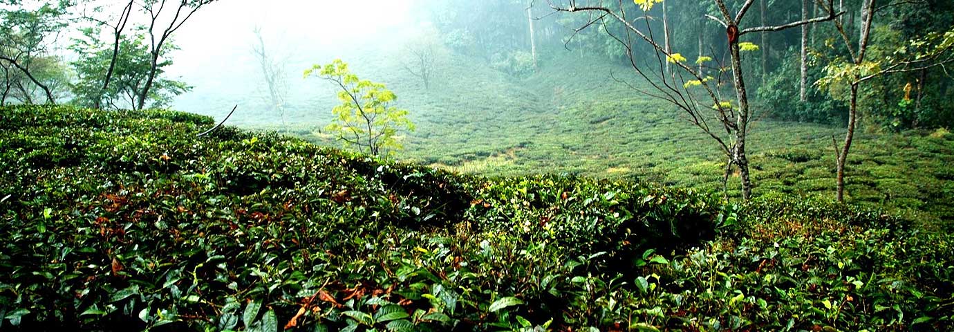 Kausani tea estate