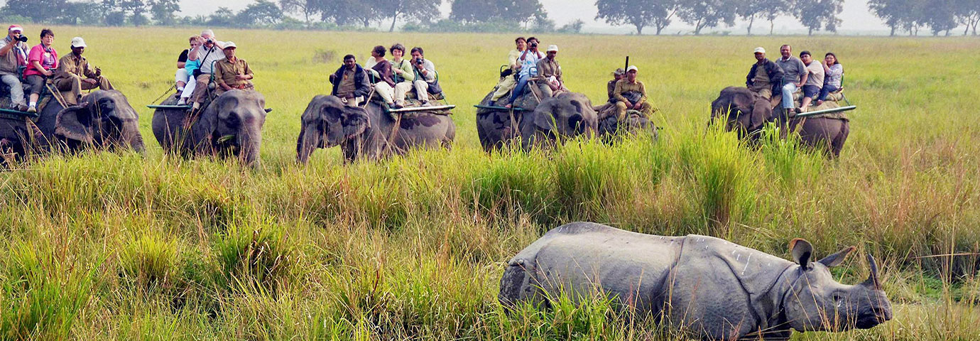 Kaziranga National Park