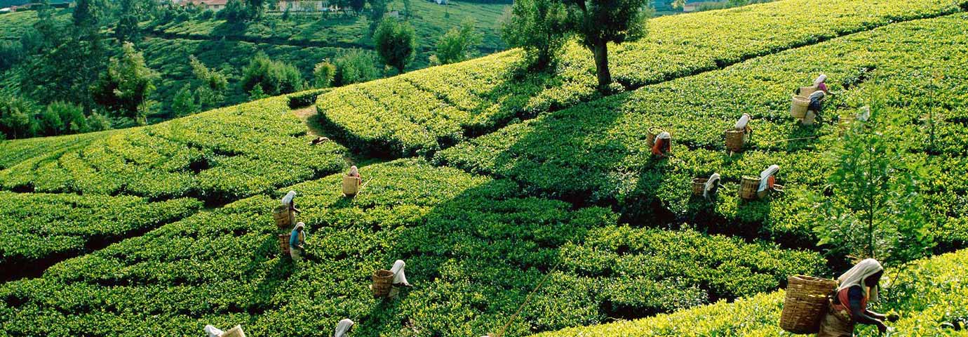 Kolukkumalai  Tea Estate, Munnar