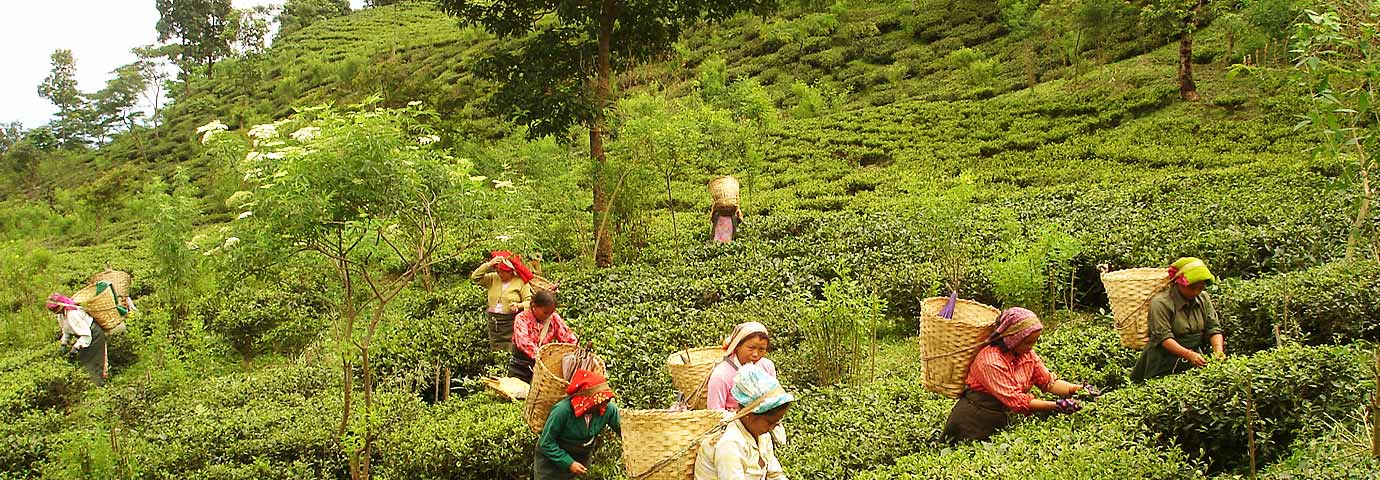 Makaibari tea estate