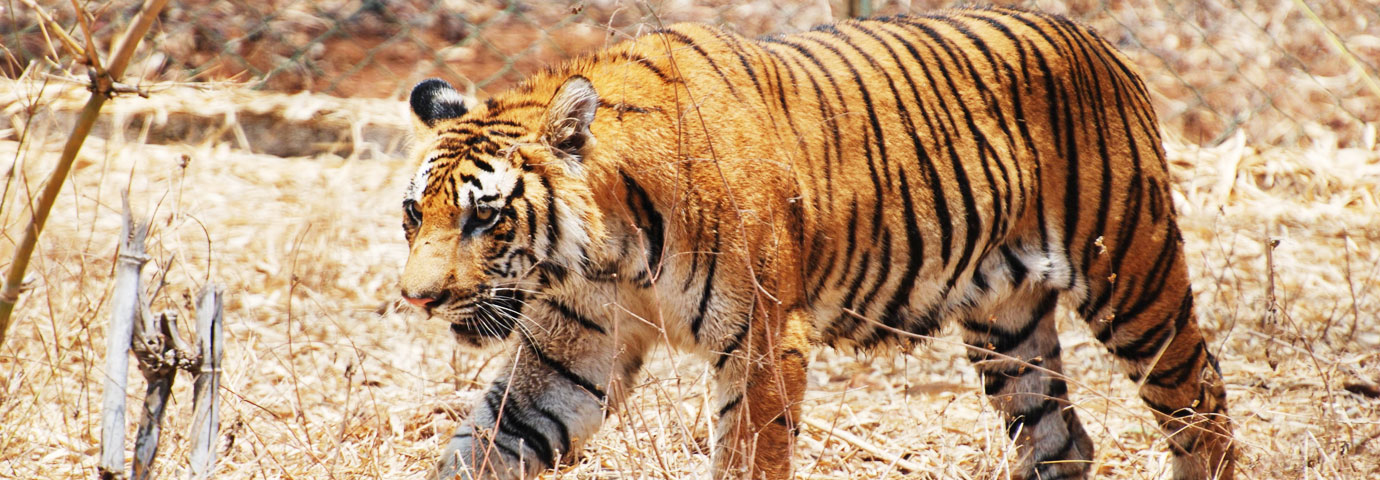 Manas Tiger Reserve