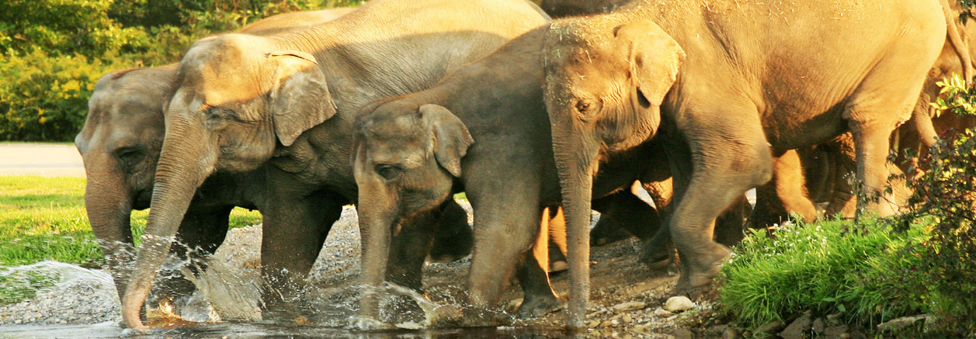 Mudumalai Wildlife Sanctuary