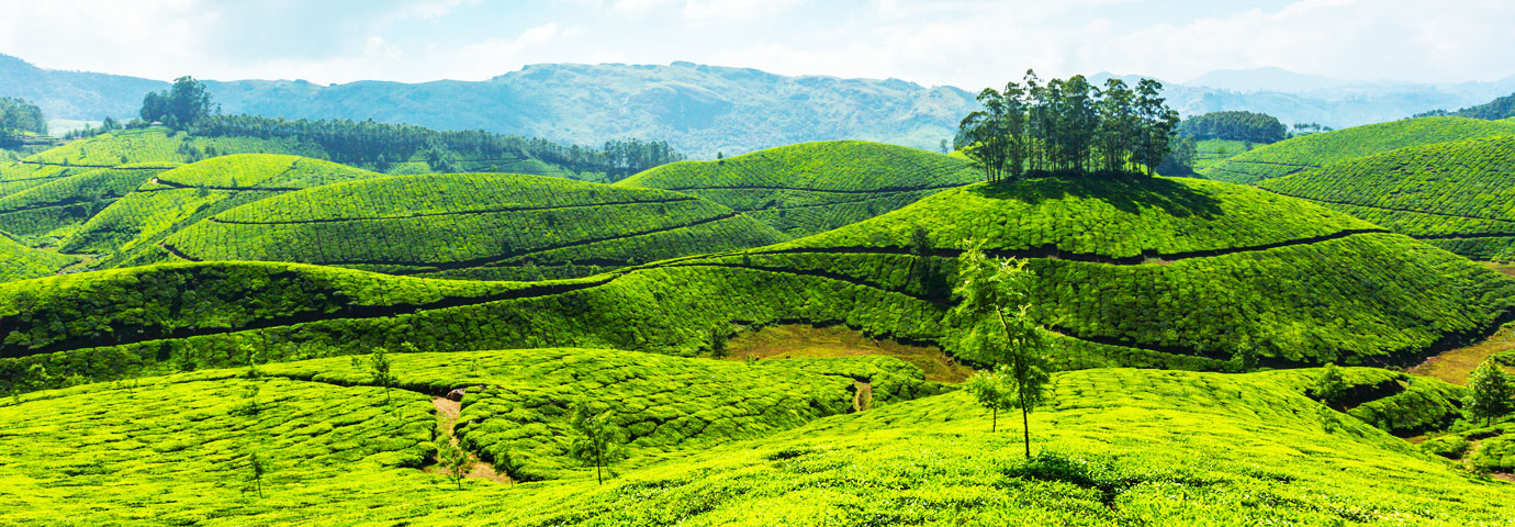 Munnar 