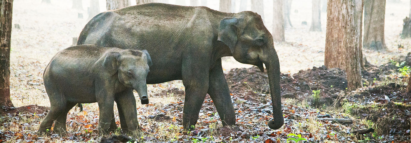 Nagarhole National Park