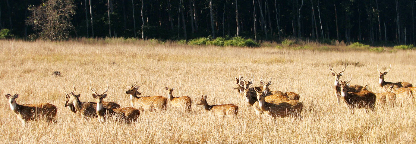 Nanda Devi National Park