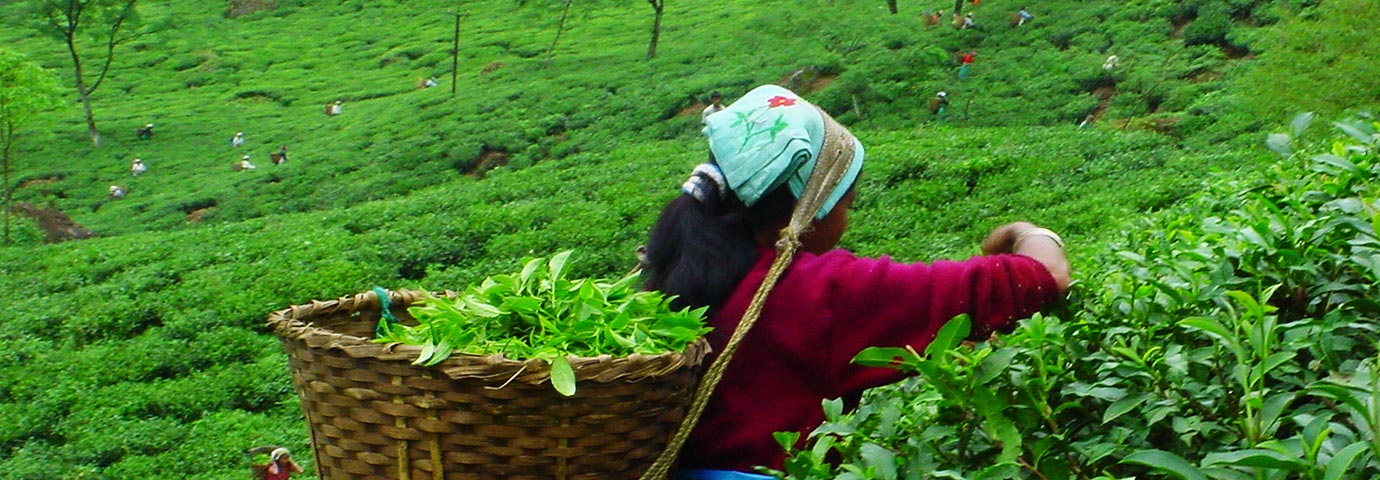 Nilgiri Tea Plantations