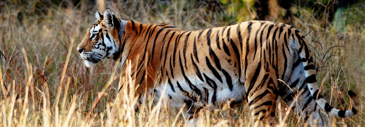 Pench National Park 