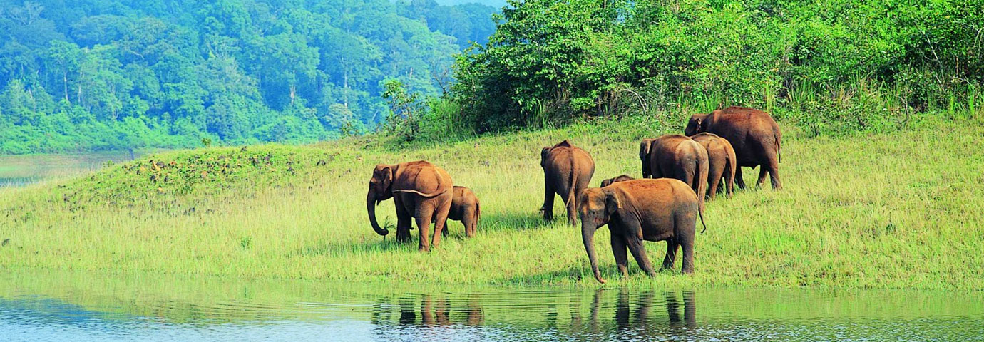 Periyar National Park