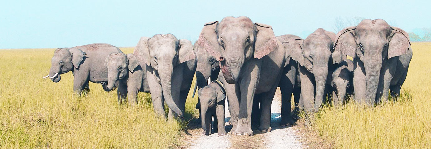 Rajaji National Park