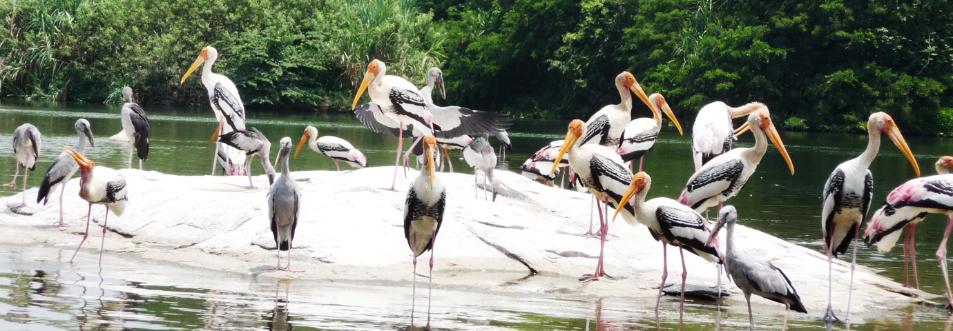 Ranganthittu Bird Sanctuary