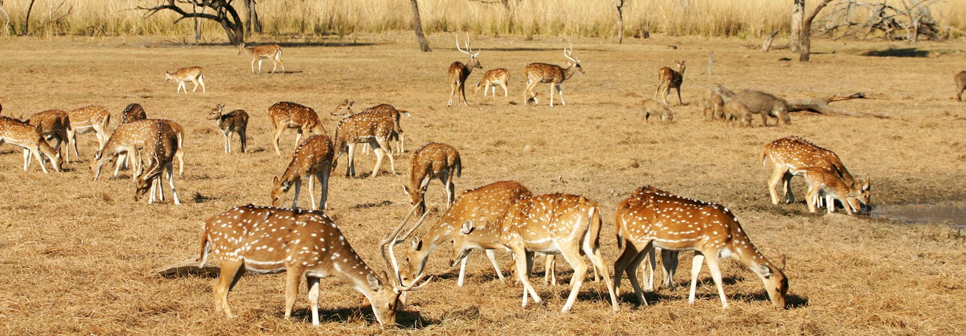 Sariska National Park