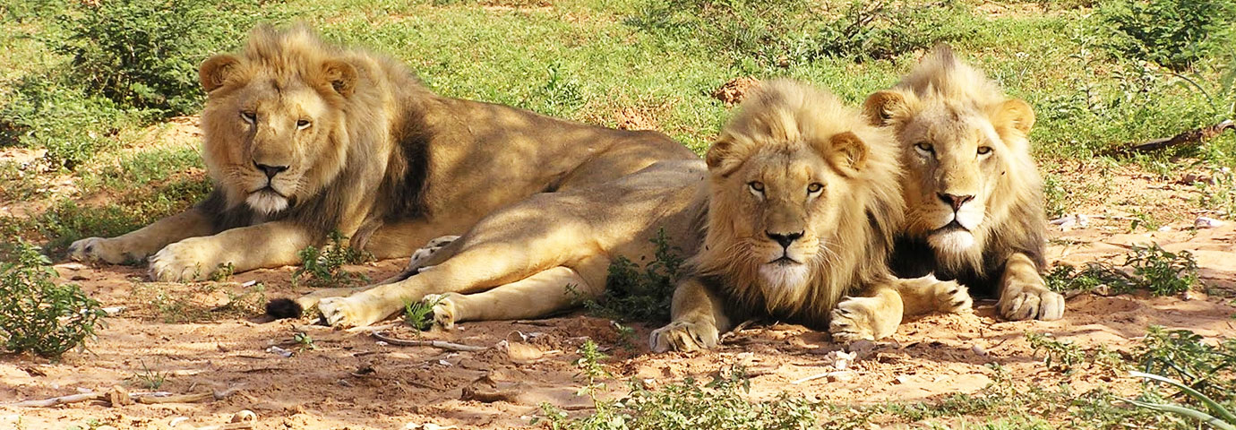 Sasan Gir Lion Sanctuary