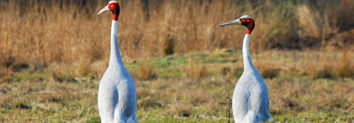 Sultanpur National Park