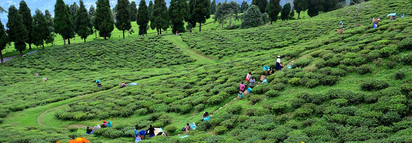 Temi tea garden Sikkim