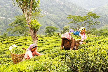 Arya Tea Estate, Darjeeling