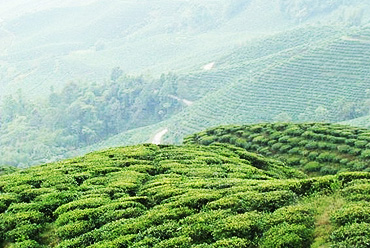 Avongrove tea estate Darjeeling