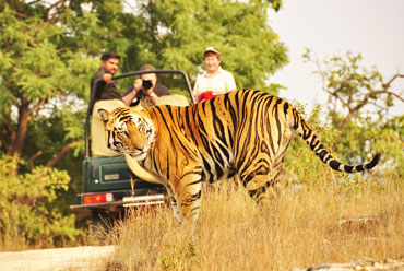 Bandhavgarh National Park