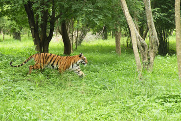 Bandipur National Park
