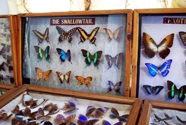 Butterfly Museum Shillong