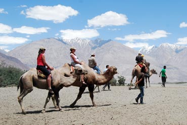 Camel Safari in Ladakh