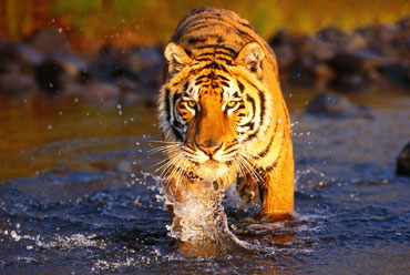 Corbett National Park