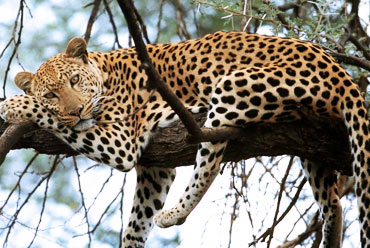 Dachigam National Park