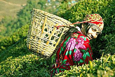 Darang Tea Estate
