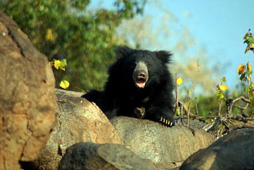 Daroji Sloth Bear Sanctuary