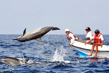 Dolphin watching Goa